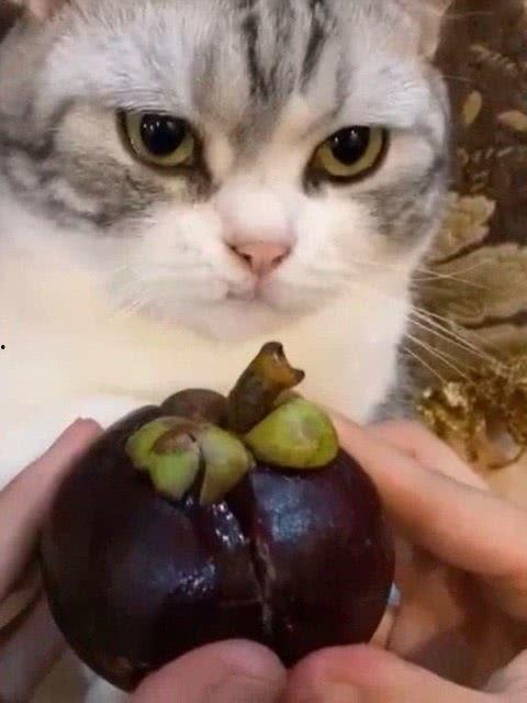 娱乐吃瓜君七七猫咪,娱乐吃瓜君的萌宠日常